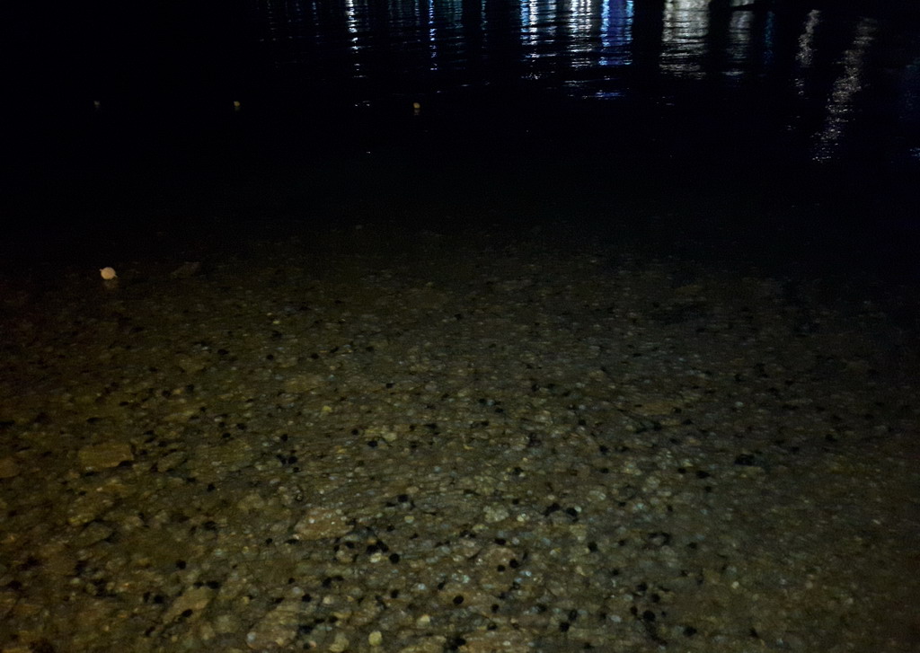  Ježevi u Pefkohoriju